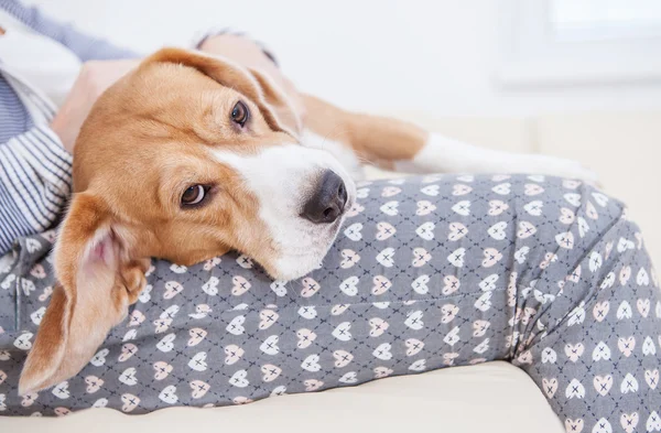 Beagle liegend auf Besitzer Hände — Stockfoto