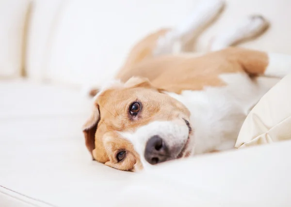 Chien de race beagle couché — Photo