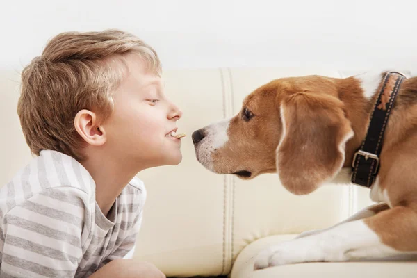 Menino dá biscoito para o beagle — Fotografia de Stock