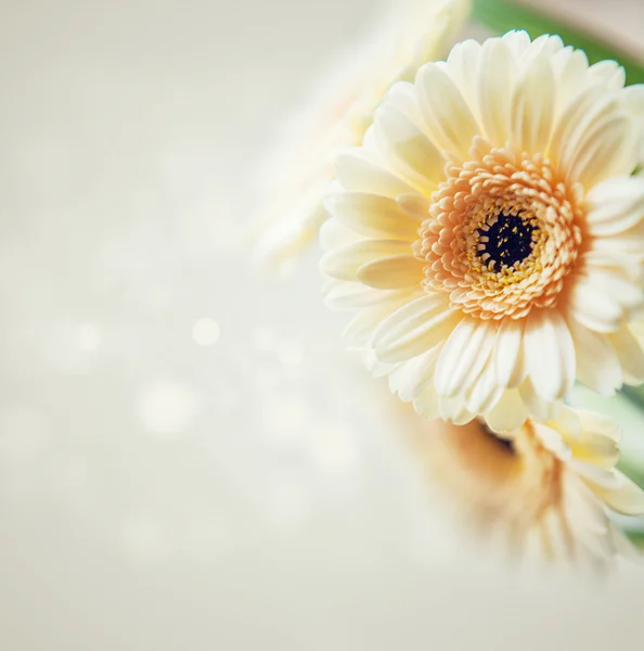 Bellissimi fiori di gerbera — Foto Stock