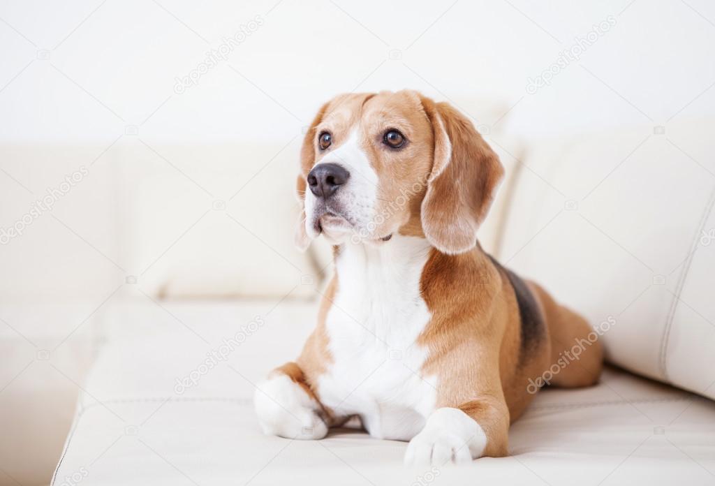 Purebred beagle dog lying