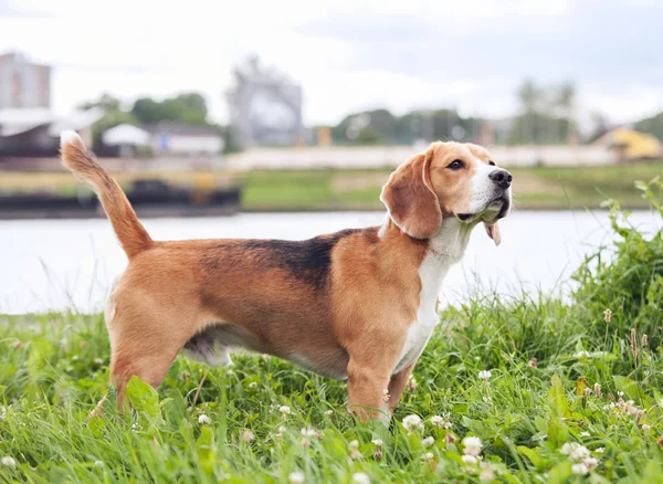 Pé de Beagle na grama — Fotografia de Stock