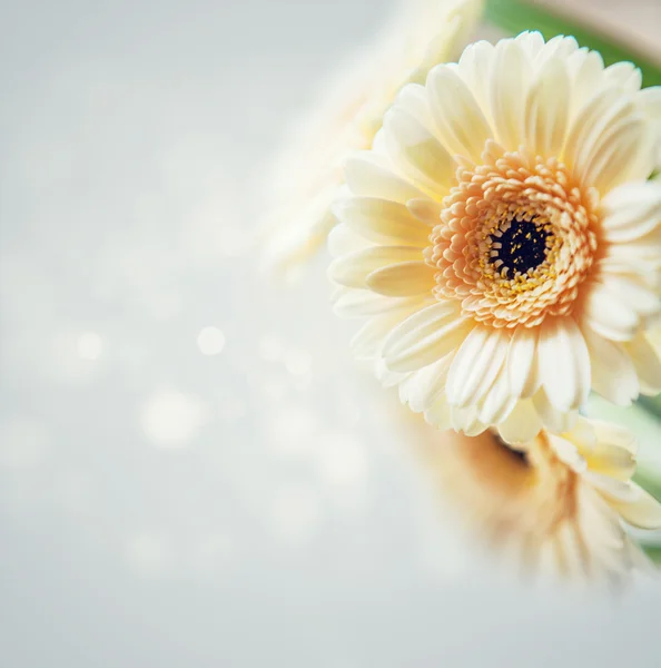 Gerbera bloemen achtergrond — Stockfoto