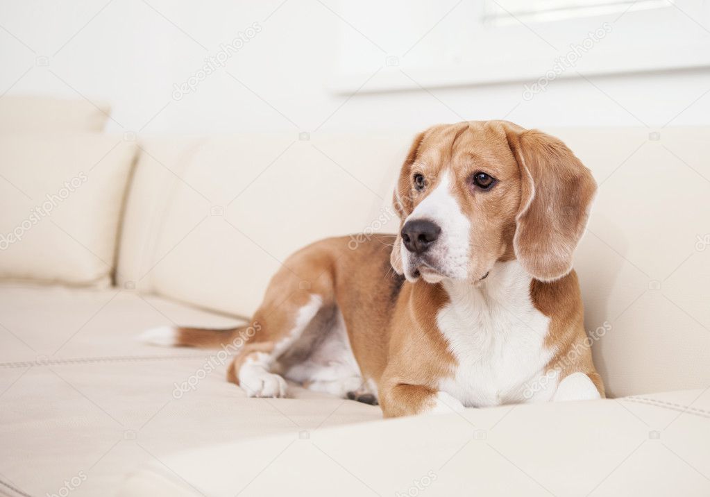 Beagle on the white sofa