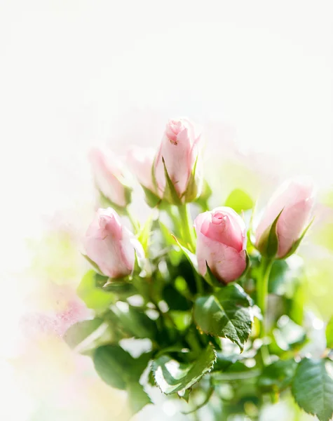 Belo buquê de rosas — Fotografia de Stock
