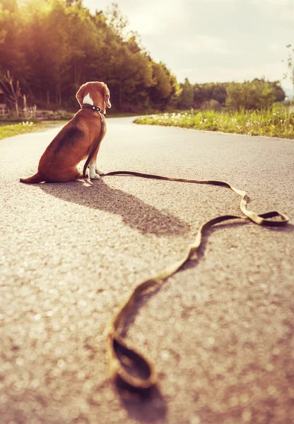 Chien perdu, assis sur la route — Photo