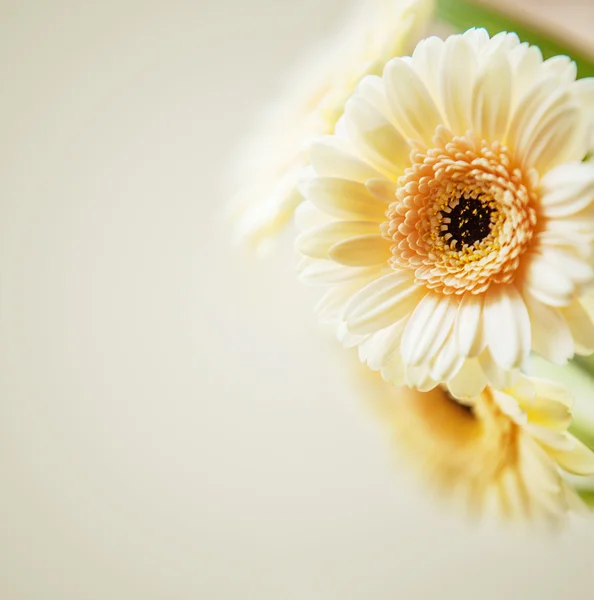 Mooie Gerbera achtergrond — Stockfoto