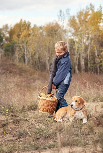 Muchacho con cesta de setas con perro —  Fotos de Stock