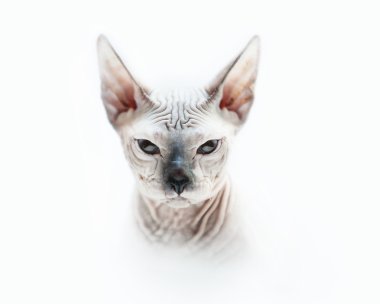 Kızgın Sphynx kedi portre