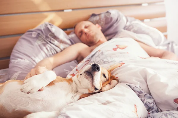 Beagle de dormir con dueño en la cama — Foto de Stock