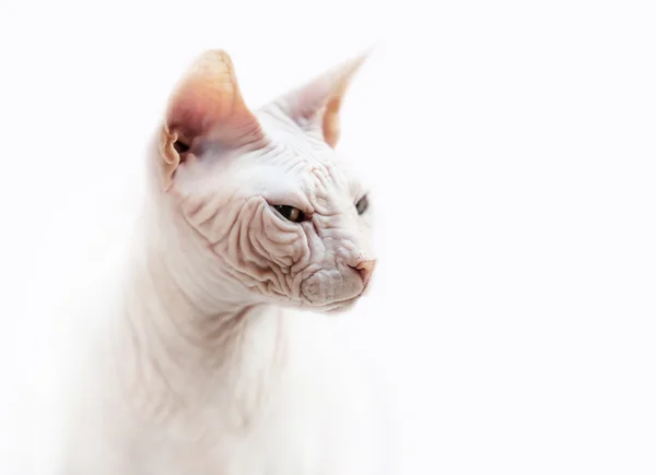 Sfinks kot portret emocjonalne — Zdjęcie stockowe