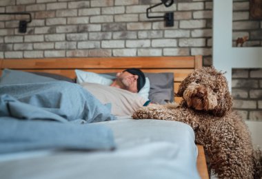 Yatağın yanında uyuyan sahibinin yanında siyah uyku maskesi takan bir köpek. Odaklanmamış arka planda gündüz uykusu sırasında. Komik hayvanlar ve sağlıklı yaşam tarzı imajı.