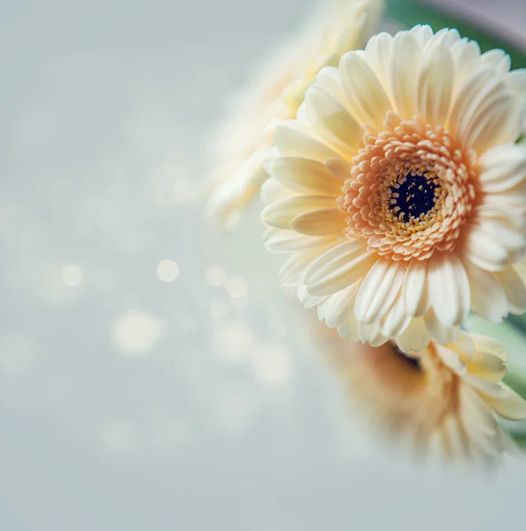 Mooie gerbera bloem — Stockfoto