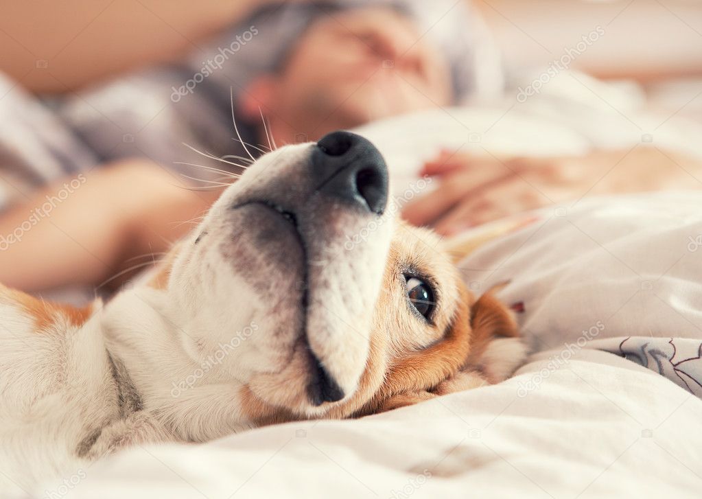 beagle in bed   with his sleeping owner