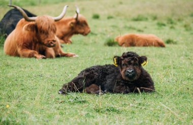 Logar Valley Slovenya 'da yemyeşil çimlerde uzanan tüylü, şirin siyah İskoç İskoç buzağısı yaz günü dağ otlaklarında yetişkin sığırlarla dolu kırsal alp çayır manzarasına ev sahipliği yapıyor.