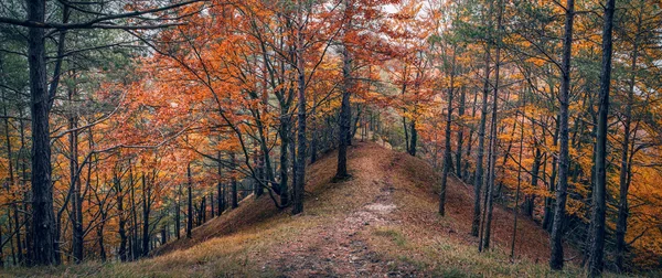 Панорама осеннего леса — стоковое фото