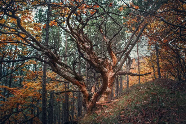 Alberi secolari nella foresta autunnale — Foto Stock