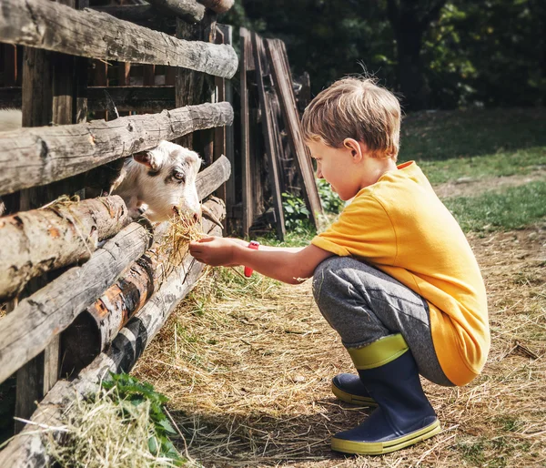 Little boy feeds a goat — Stock Photo, Image