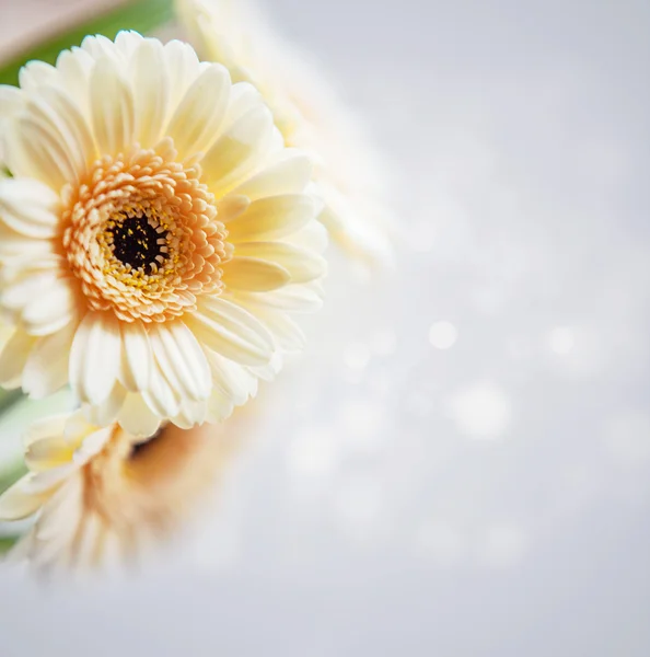 美しいガーベラの花 — ストック写真