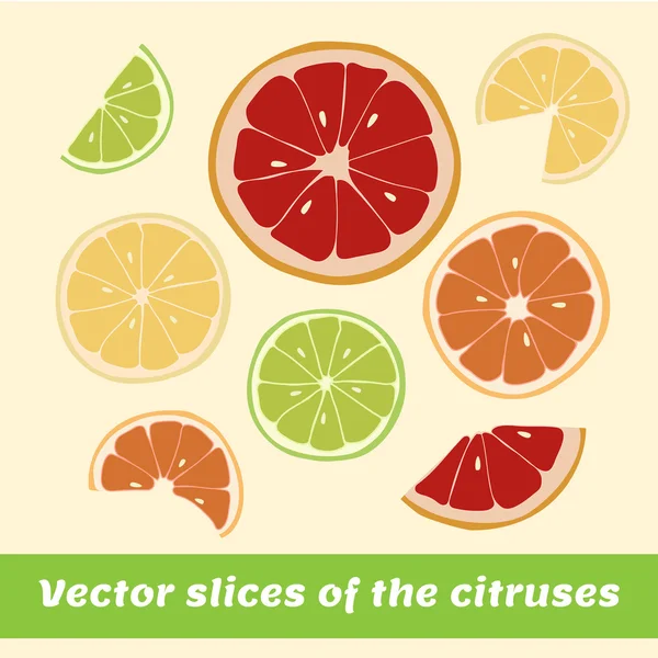 Vector slices of the citruses — Stock Vector