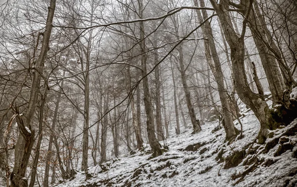 Köd-erdő — Stock Fotó