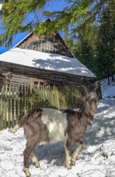 Goat in Oblazy, Slovakia — Stock Photo, Image