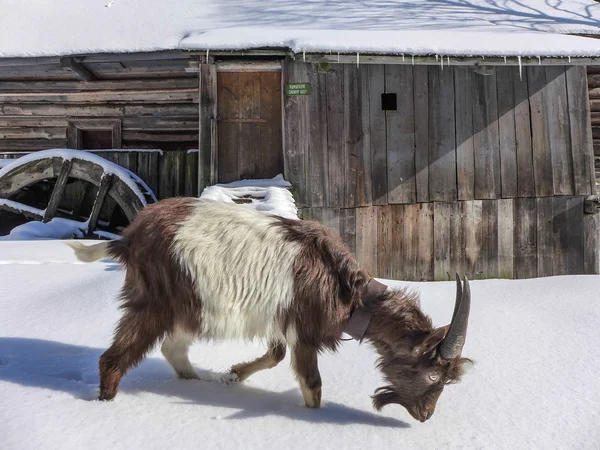 Oblazy、スロバキアのヤギ — ストック写真