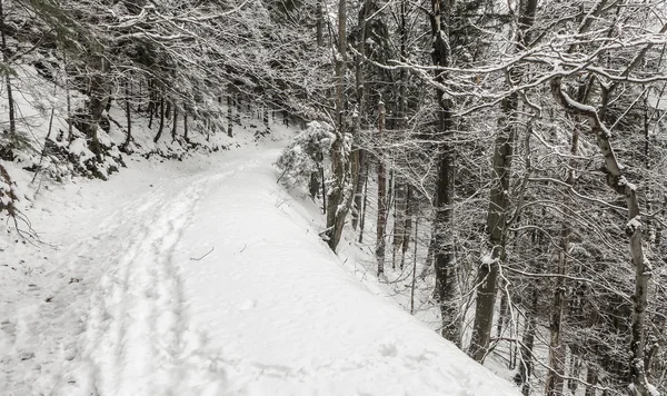 Inverno na floresta — Fotografia de Stock