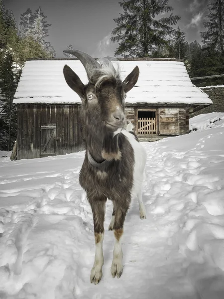 Goat in Oblazy, Slovakia — Stock Photo, Image