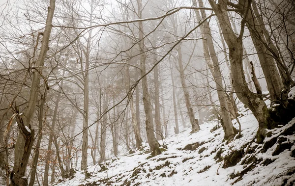 Dimma i skogen — Stockfoto