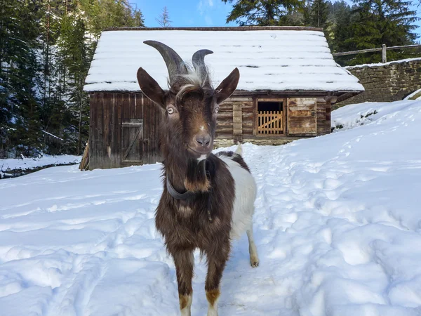 Keçi Oblazy, Slovakya — Stok fotoğraf