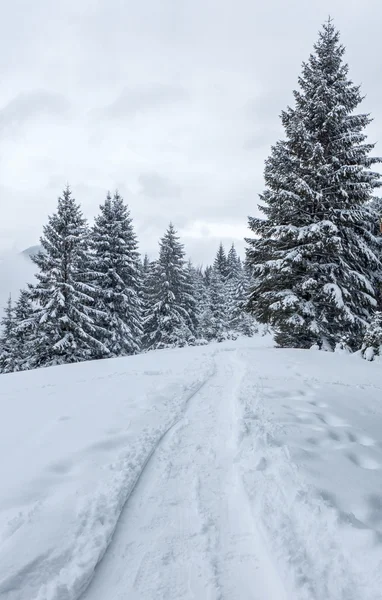 Snöig skog, Slovakien — Stockfoto