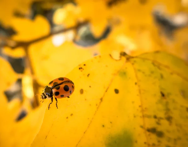 Ladybird on leaf — Stock Photo, Image