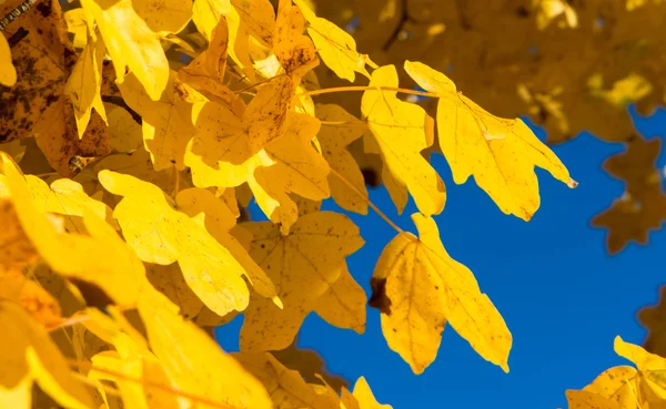 Yellow autumn Leaves — Stock Photo, Image