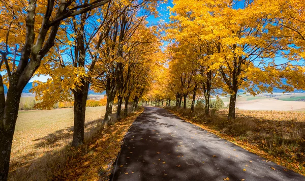 Automne maîtresse dans parc — Photo