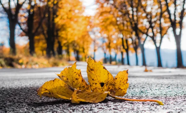 Yellow leaf on the street — Stock Photo, Image