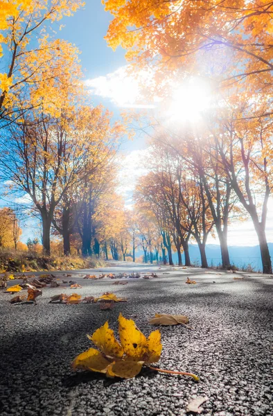 길가에 있는 가을 나뭇잎 — 스톡 사진