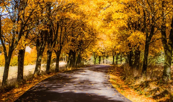 Automne maîtresse dans parc — Photo