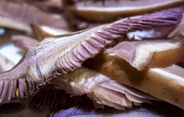 Sušené houby - Lepista nuda — Stock fotografie