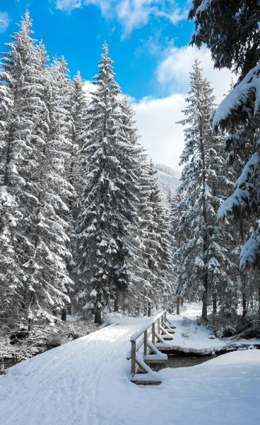 Snöigt land - skog — Stockfoto