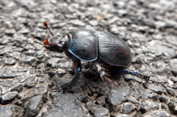 道路にカブトムシします。 — ストック写真