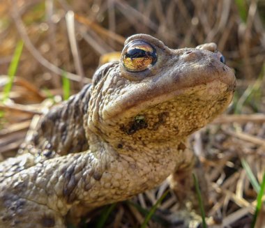 Ortak kurbağa - makro