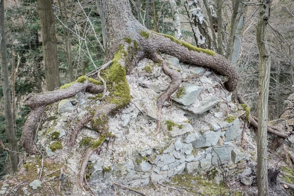 Raíz grande del árbol — Foto de Stock