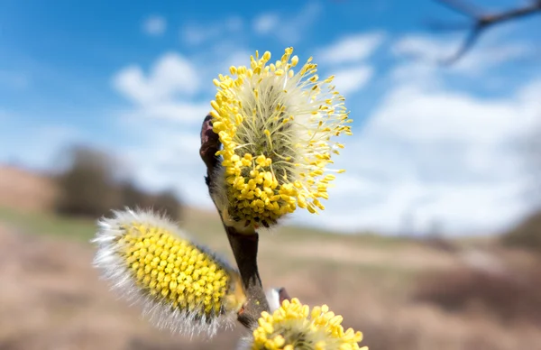 Catkin - títere de guante —  Fotos de Stock