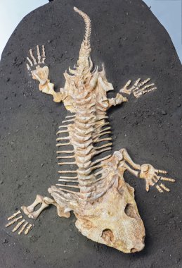 Dinosaur fossil - reptile clipart