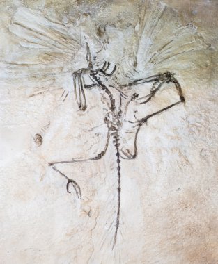 Fosil prehistorik kuş