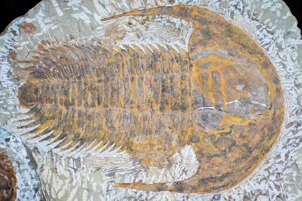 Fossil eines Trilobiten — Stockfoto