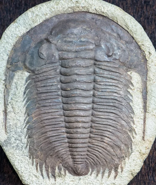 Fossil eines Trilobiten — Stockfoto