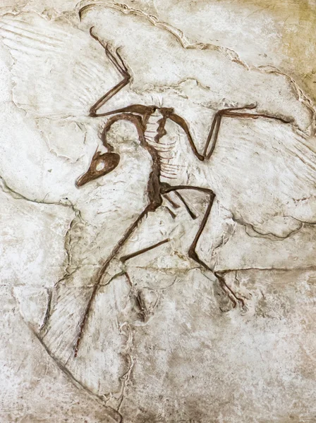 Fossil eines prähistorischen Vogels — Stockfoto