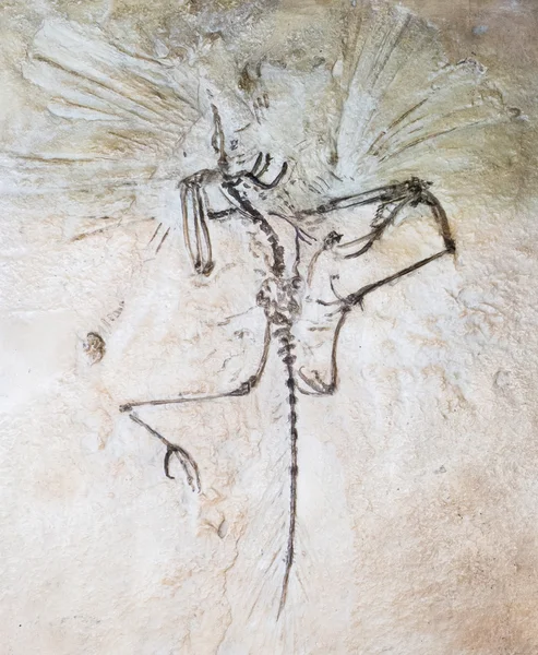 Fossil of prehistoric bird — Stock Photo, Image